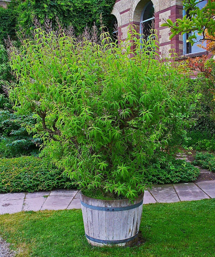 Hình ảnh cây sả chanh pháp được trồng tạo cảnh quan với thế bonsai cực đẹp để trồng trước ngôi nhà