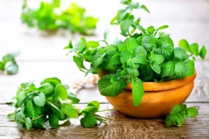 Hình ảnh chậu bạc hà trồng chậu trang trí trong nhà giúp không khí khô thoáng