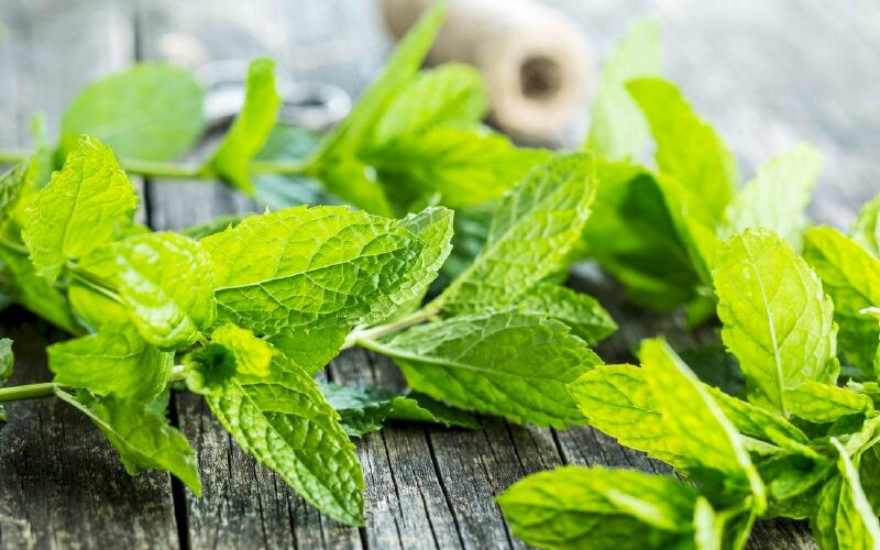 Ảnh lá bạc hà có chưa tinh dầu menthol tốt cho sức khỏe và làm sạch không khí