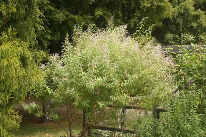 Hình ảnh cây sả chanh pháp (Lemon Verbena) được trông ở một góc vườn cực kỳ đẹp