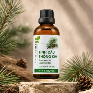 Hình ảnh sản phẩm tinh dầu thông lá kim dung tích 100ml Green Aroma giúp tiết kiệm chi phí tối đa, sử dụng được lâu dài